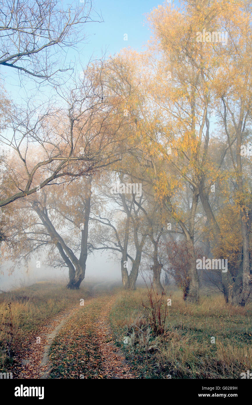 Landschaft-liegt in einem stillen nebligen Herbst Holz Stockfoto