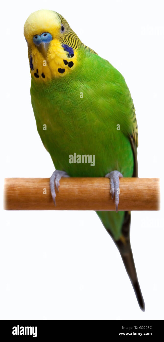 Australischen grünen Papagei auf dem weißen Hintergrund isoliert Stockfoto