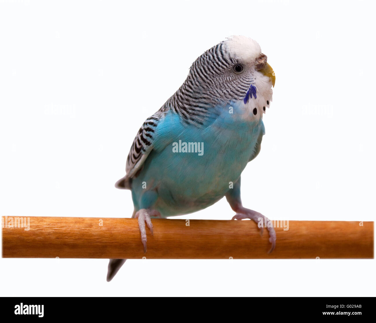 Australian Blue Parrot auf dem weißen Hintergrund isoliert Stockfoto