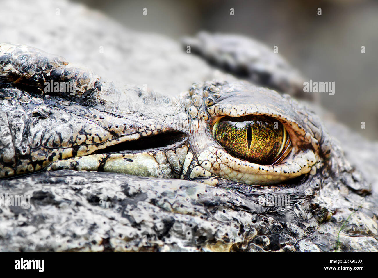 Krokodil-Detail Stockfoto