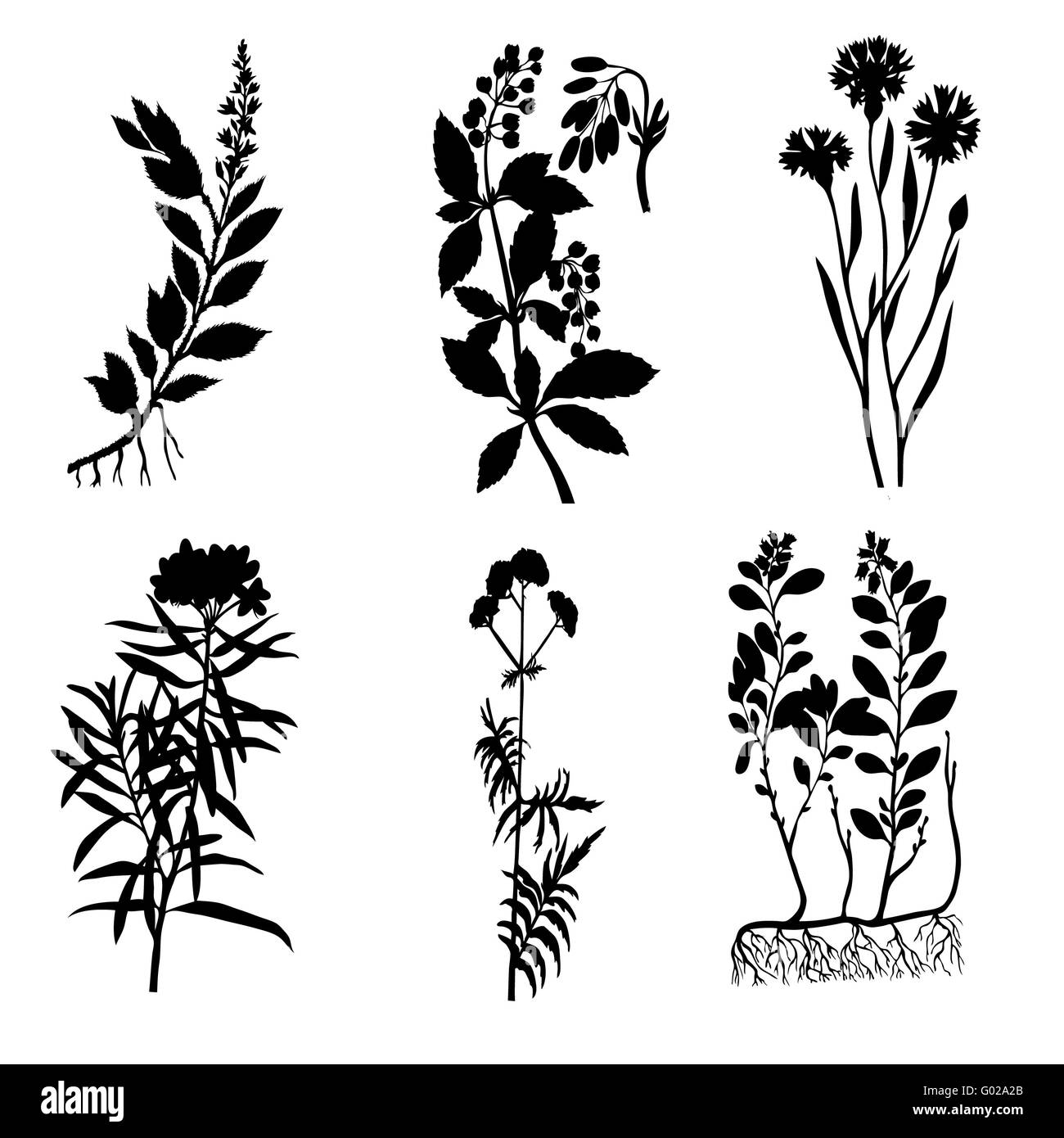 Vector Silhouetten der Heilpflanzen auf weißem Hintergrund Stockfoto
