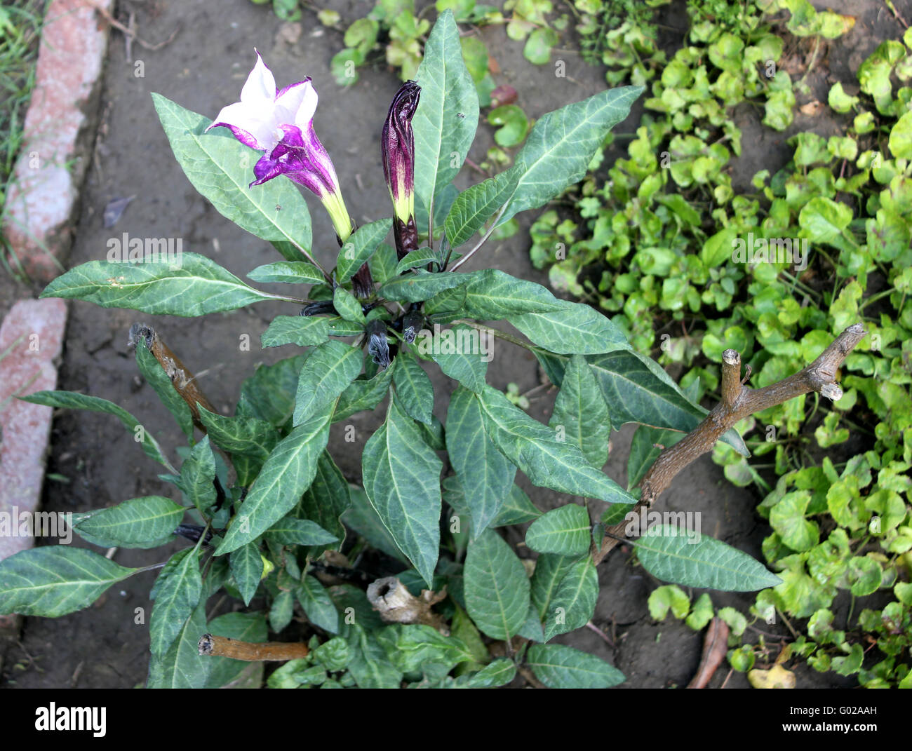 Datura Metel, Teufels Trompete, Sorte mit schmalen Blättern und Crmpled lila Blumen, Trichter geformten, Zierpflanzen, Heilpflanzen Stockfoto