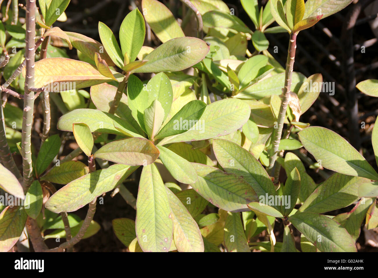 Euphorbia Umbellata, auch bekannt als Synadenium Grantii, Strauch oder kleiner Baum mit milchige Latex, eiförmig-lanzettlich Blätter Stockfoto
