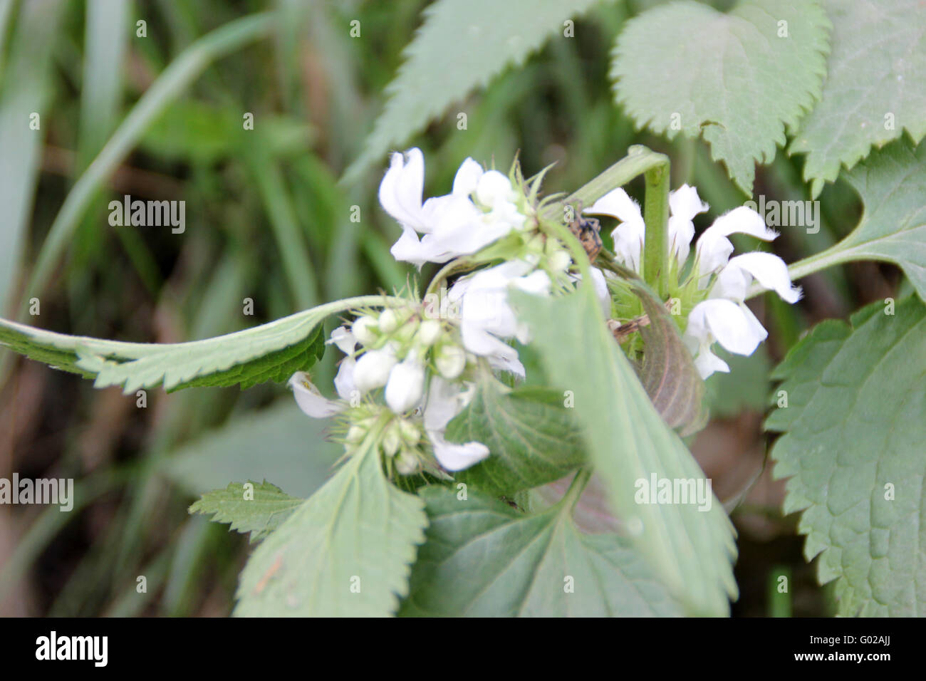 Lamium Album, weiß Brennnessel, krautige Staude mit 4 abgewinkelt Stiele, weich behaarten gesägt Blätter, weiße Blüten Stockfoto