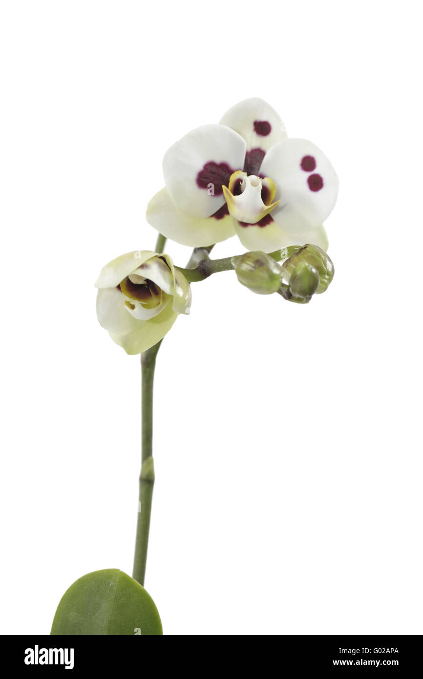 Dendrobium Orchidee Compactum blaue Fackel Idee Phalae Stockfoto