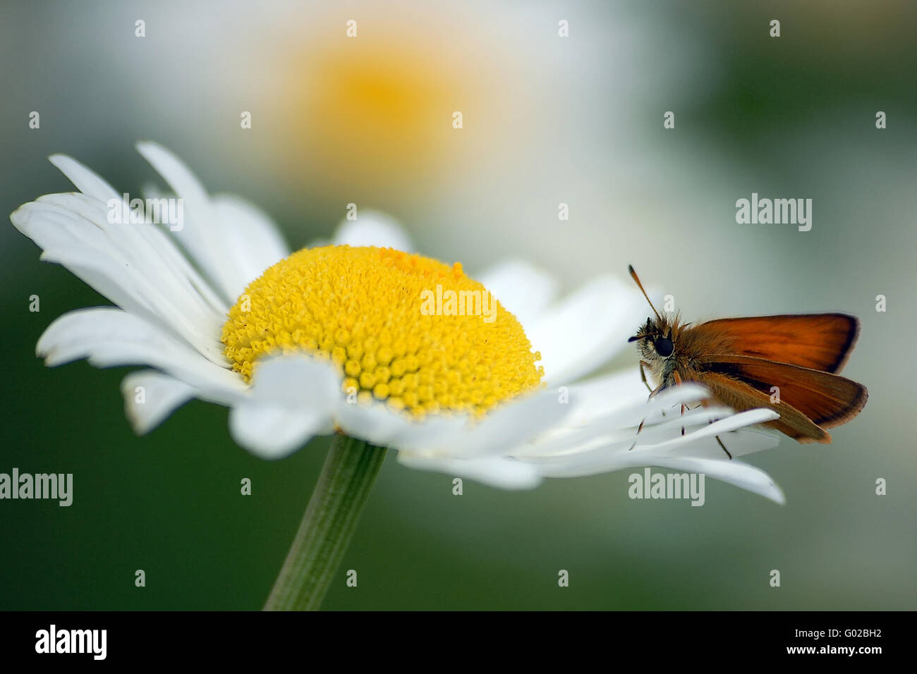 Nahaufnahme von einem Schmetterling auf einer Blüte Stockfoto