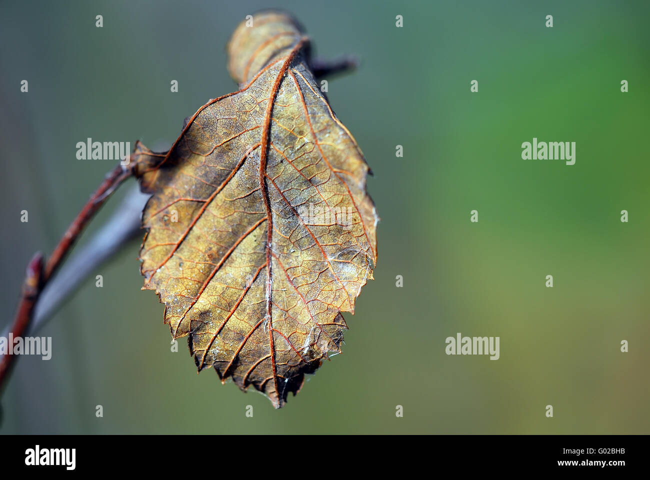 Nahaufnahme eines Blattes mit im Herbst Farben Stockfoto