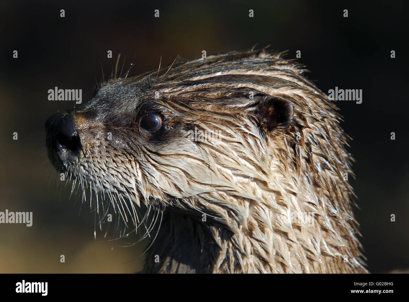 Close-up Portrait von einem nassen Norden Fischotter Stockfoto