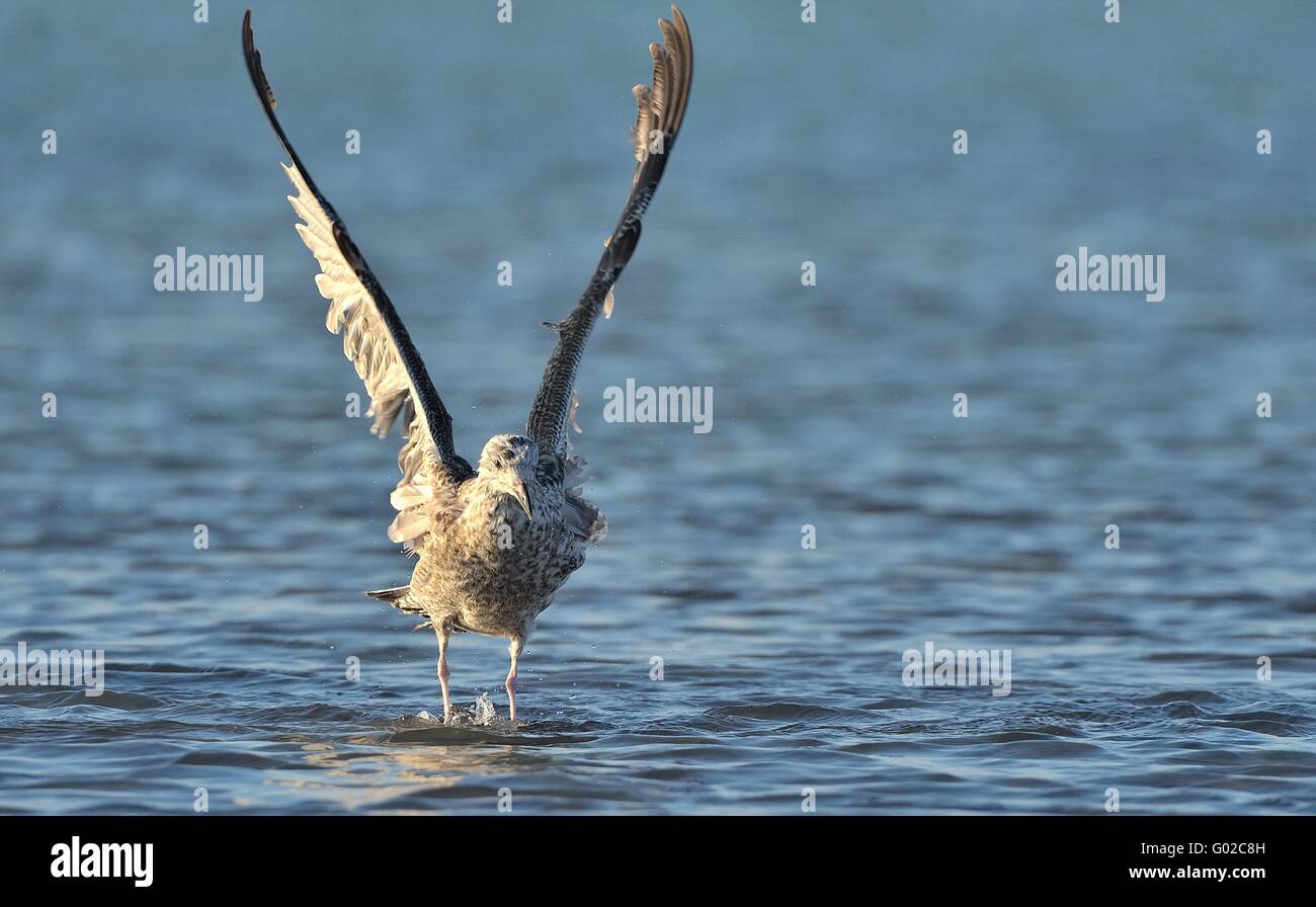 Möwe Stockfoto