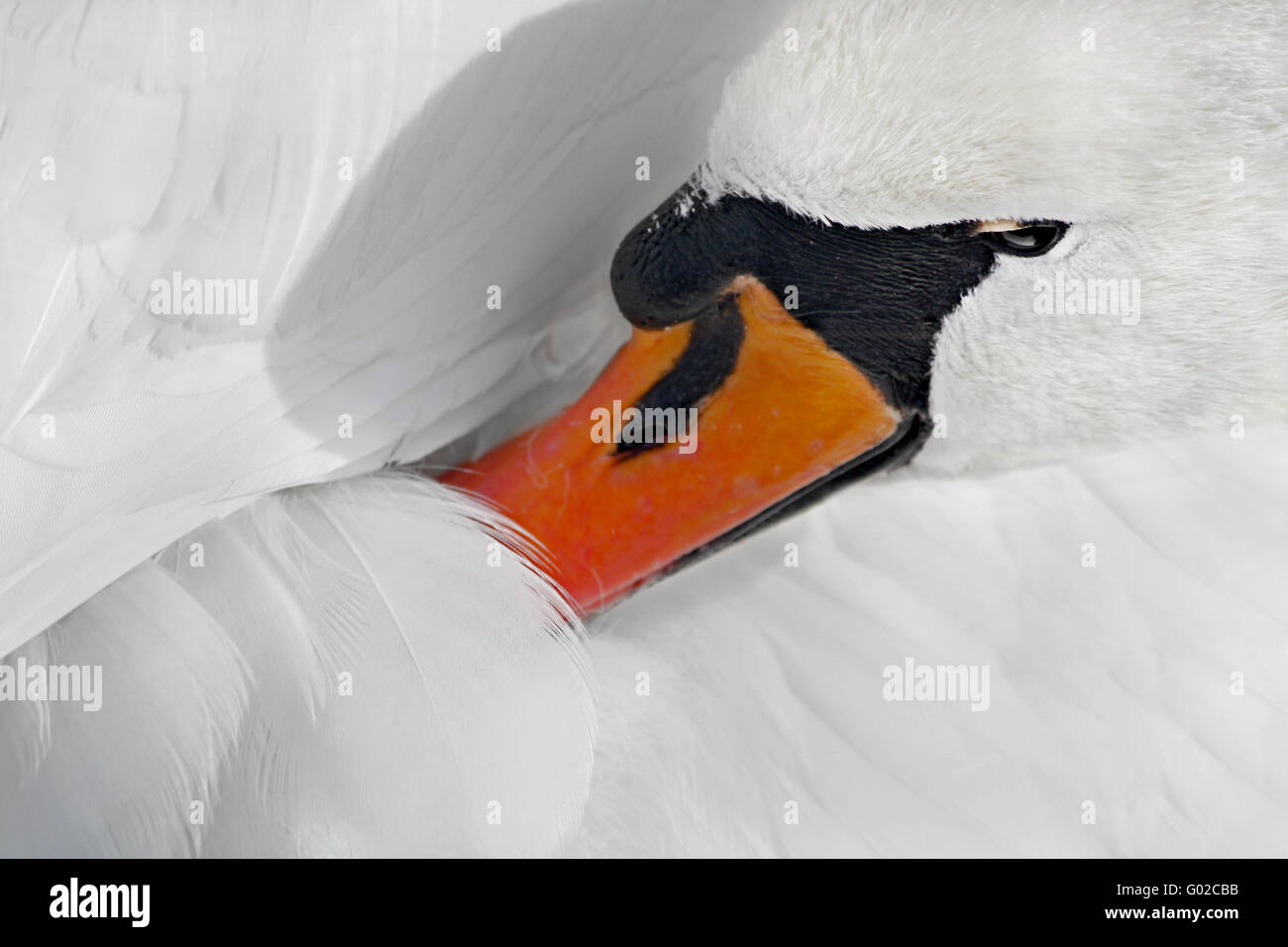 Swan Stockfoto
