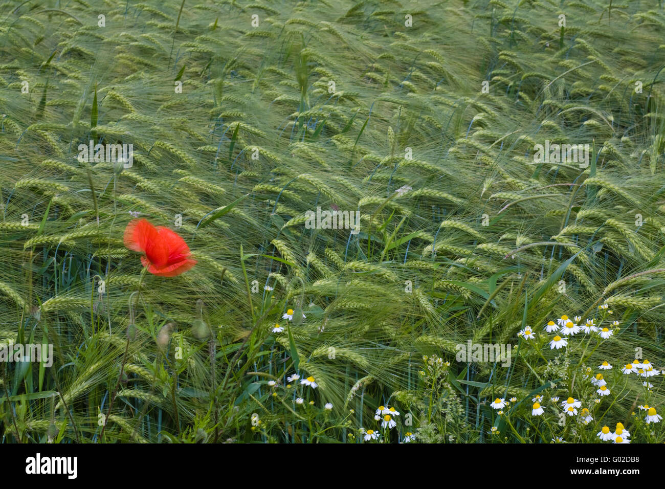 Mohnblumen am Rande ein Gerstenfeld Stockfoto