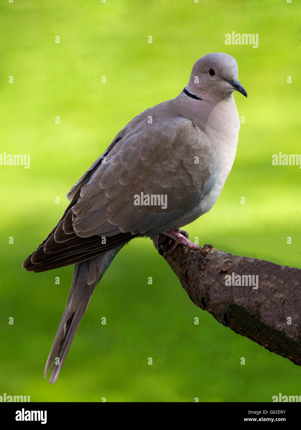 Eurasian collared Dove thront auf Zweig Stockfoto