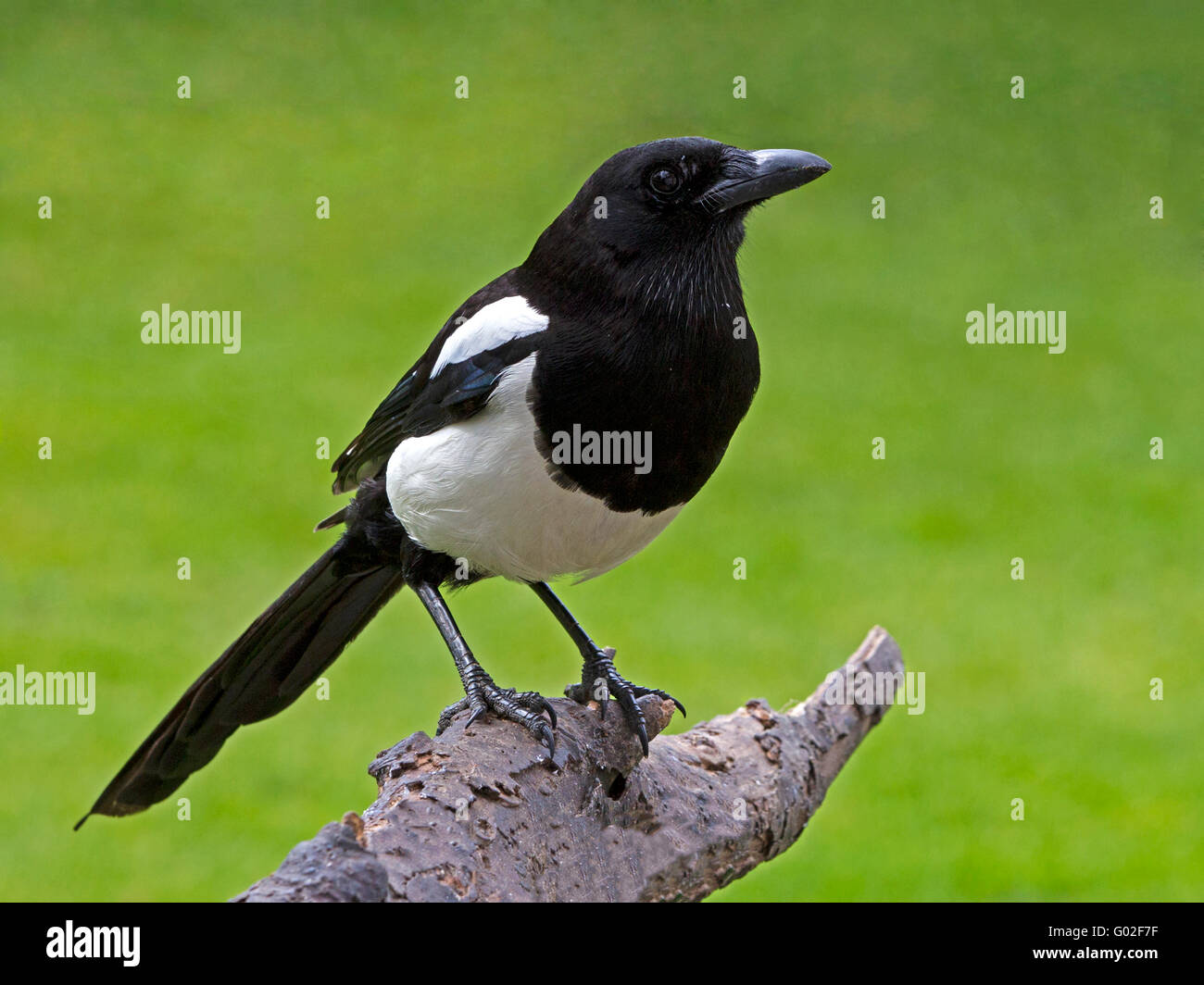 Europäische Elster thront Stockfoto