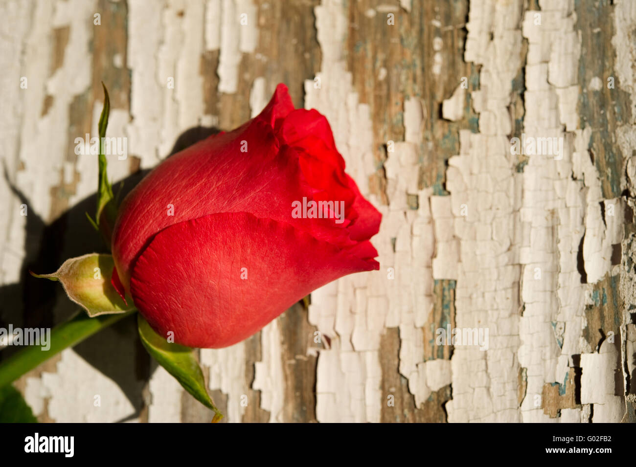 Einzelne rote Rose auf rustikalen Hintergrund Stockfoto