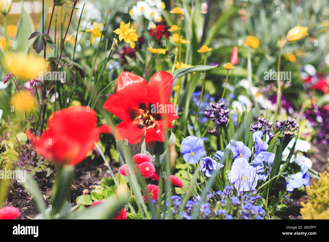 bunte Blumenbeet mit vielen verschiedenen Frühlingsblumen Stockfoto