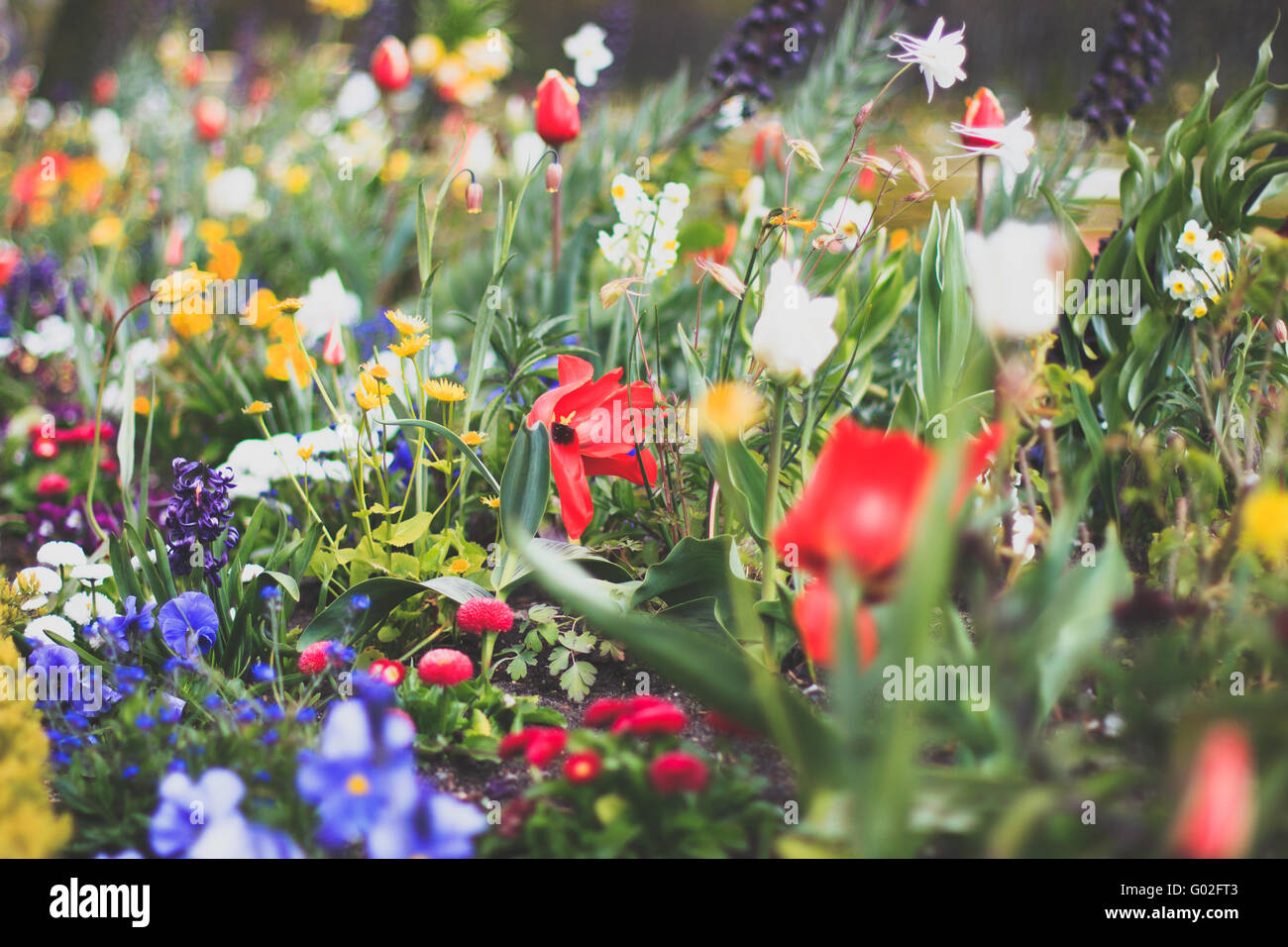 bunte Blumenbeet mit vielen Frühlingsblumen Stockfoto