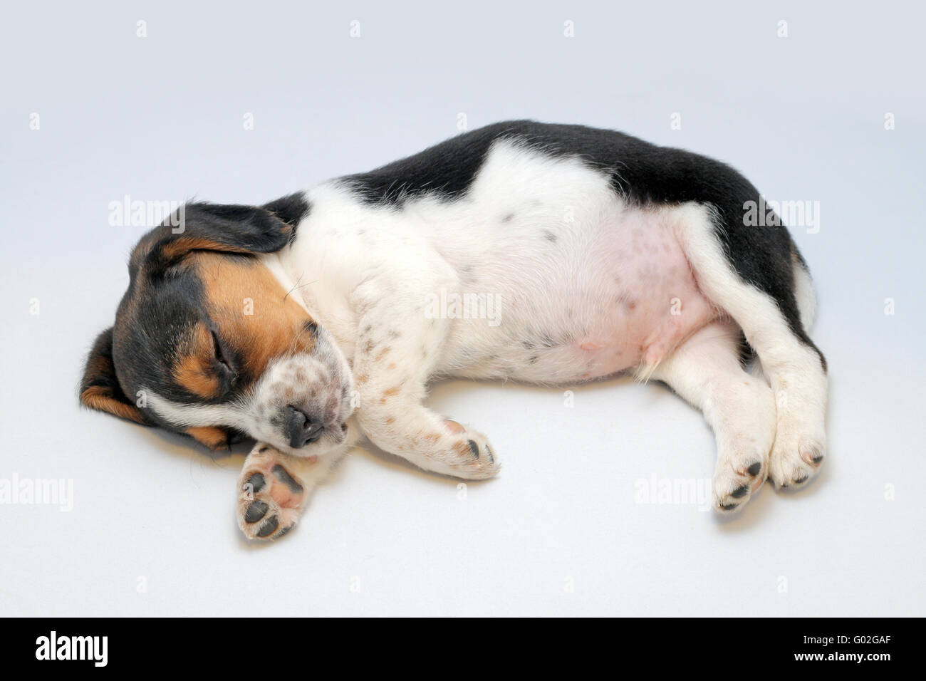 Süße Tricolor Beagle Welpen schlafen auf dem weißen Hintergrund Stockfoto