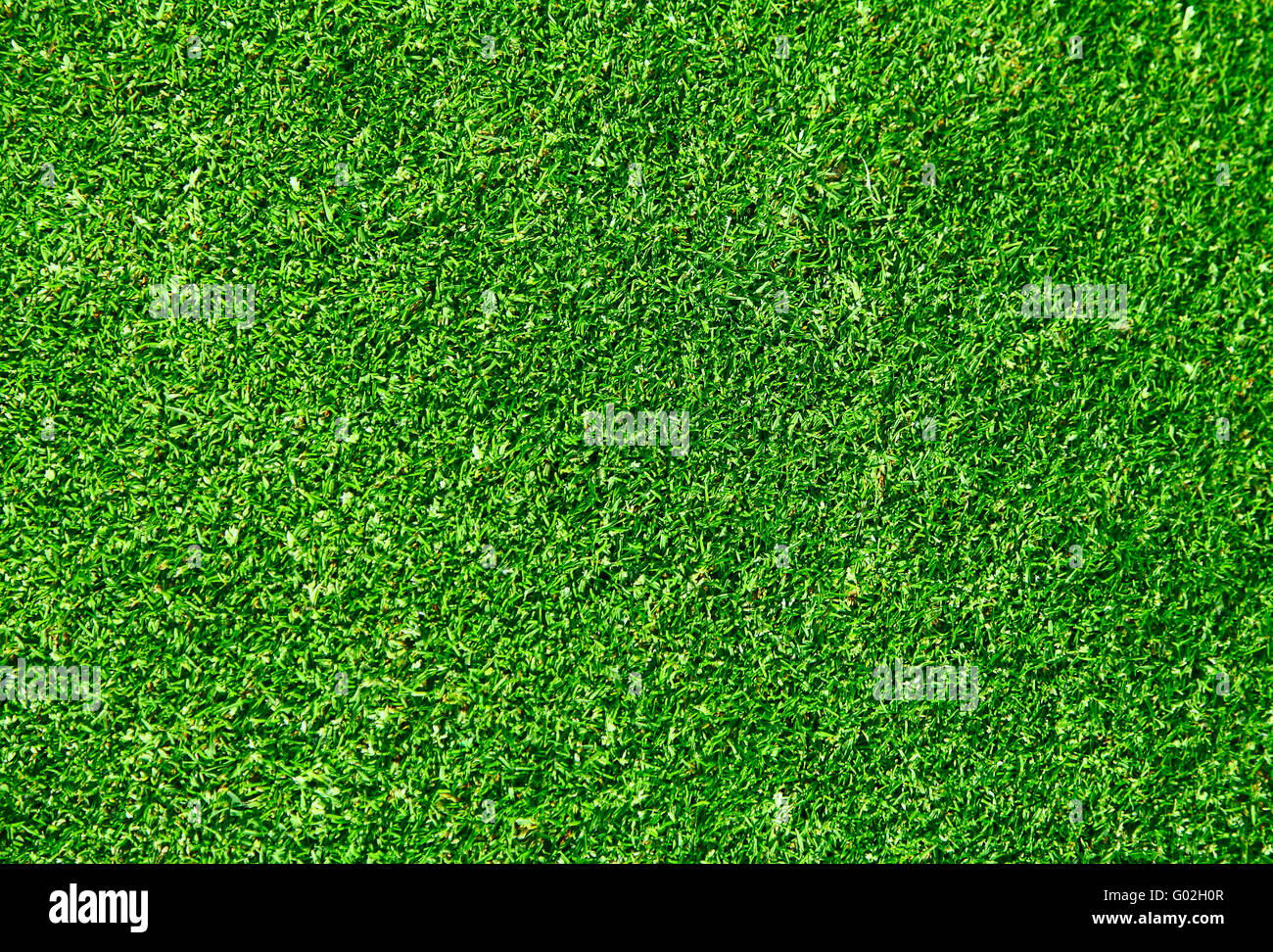 Die echten grünen Rasen-Hintergrund - Golfplatz Stockfoto