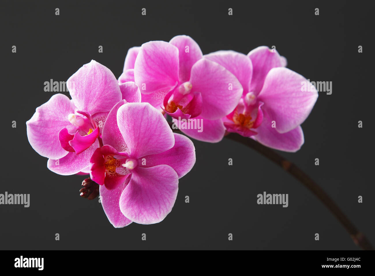 Orchidee (Phalaenopsis) Stockfoto