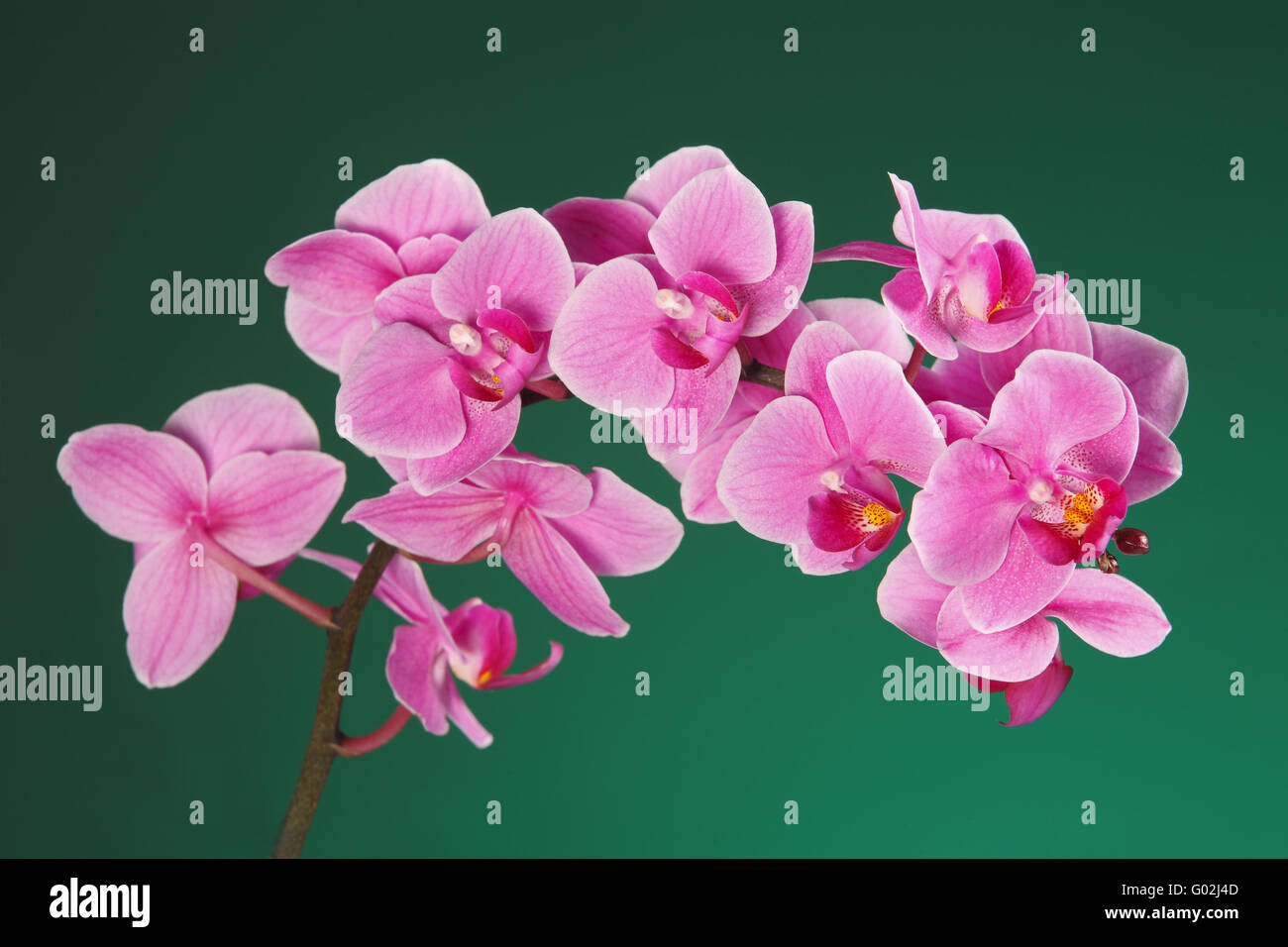 Orchidee (Phalaenopsis) Stockfoto
