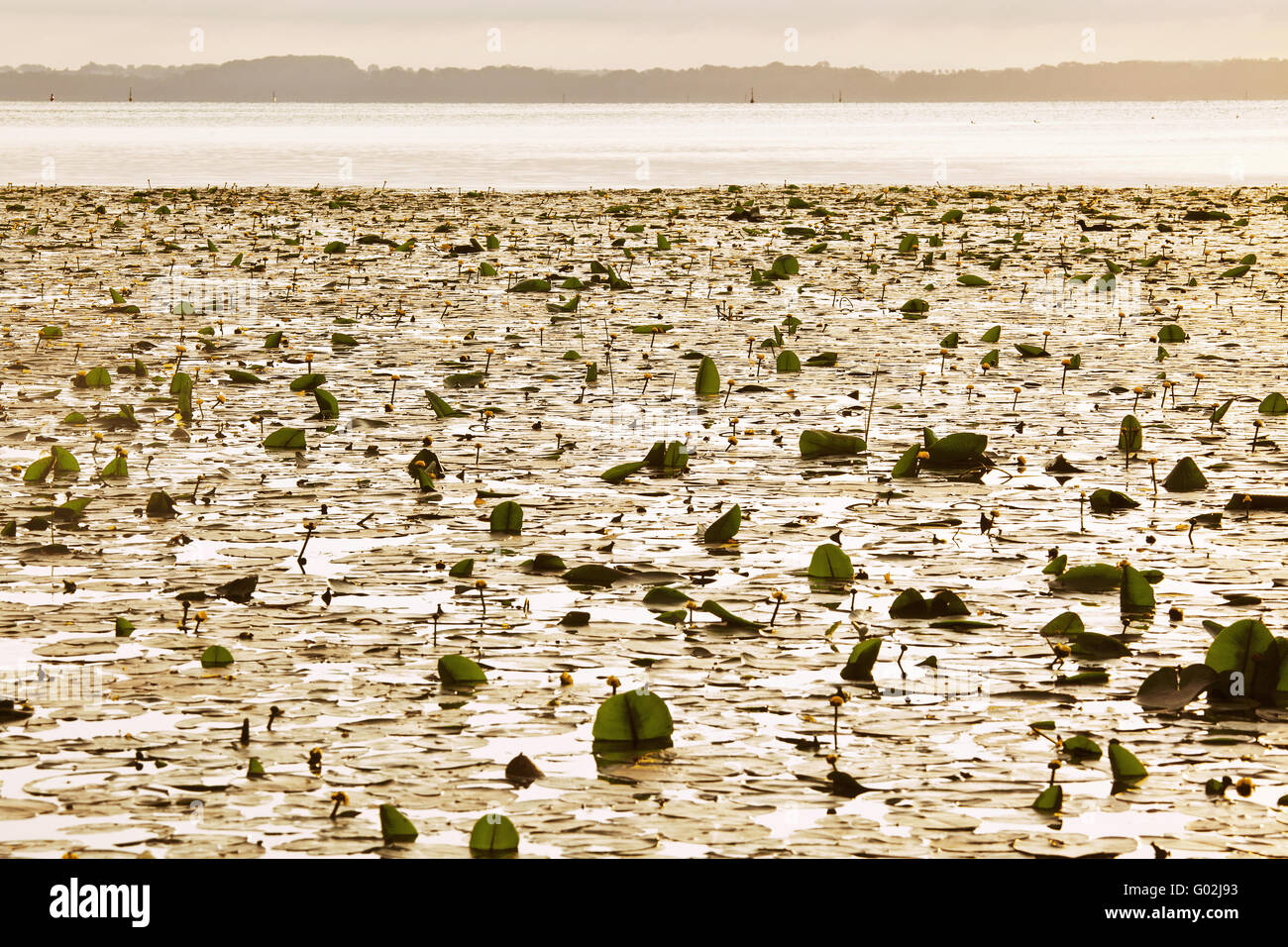 Wilde Wasser-Lilien im Morgenlicht, Schwerin Stockfoto