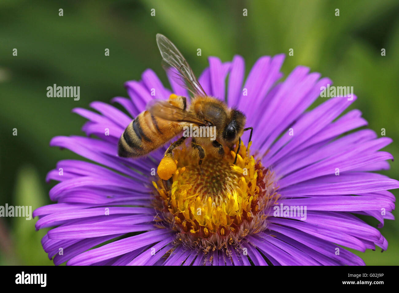 Honigbiene (Apis Mellifica) auf grobe Blatt Aster Stockfoto