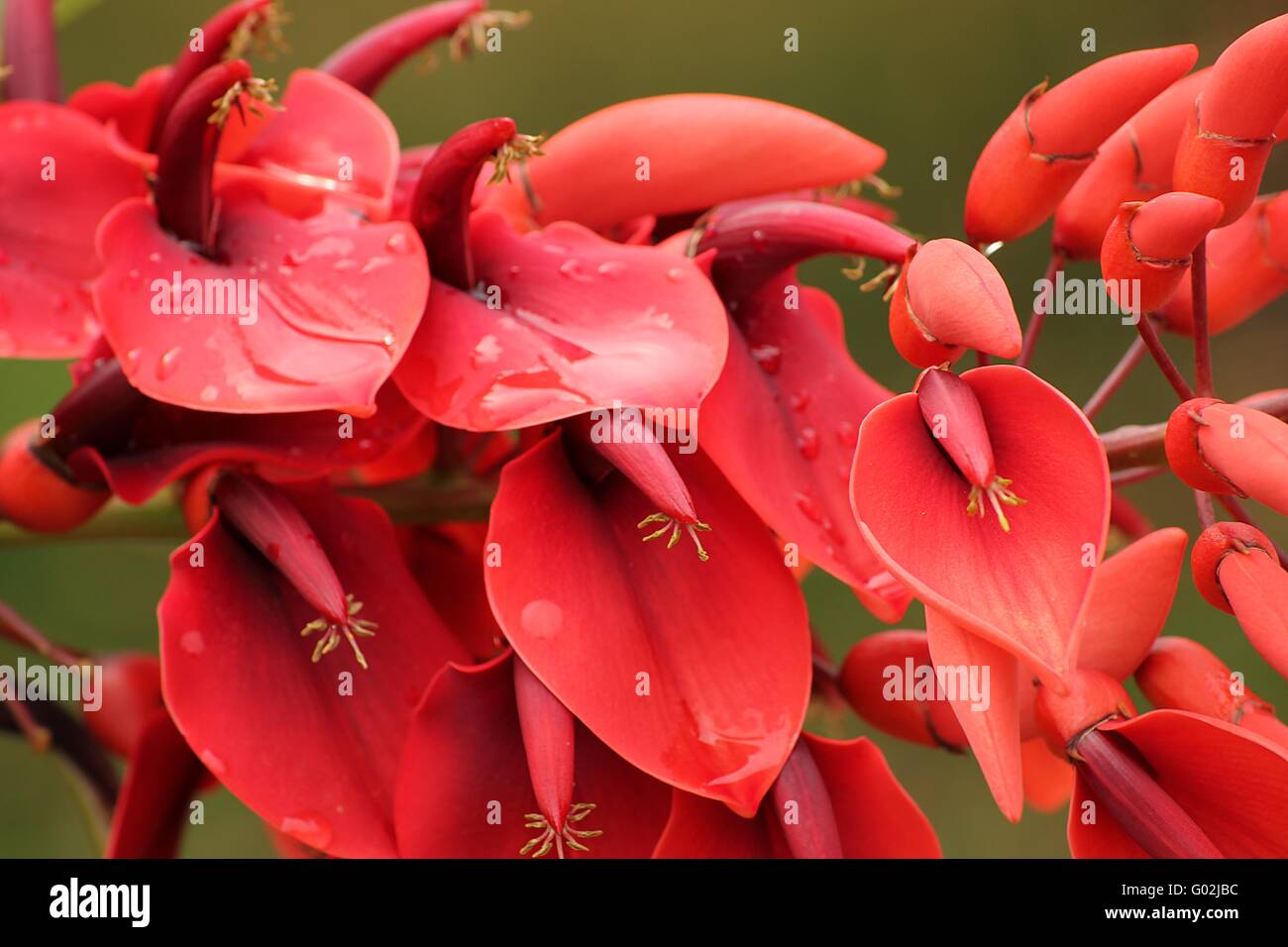 Korallenbaum Stockfoto