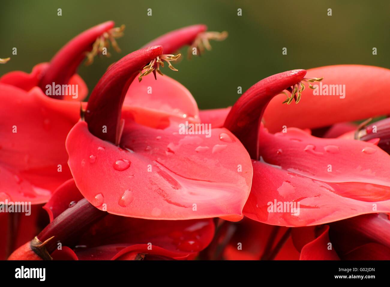 Korallenbaum Stockfoto