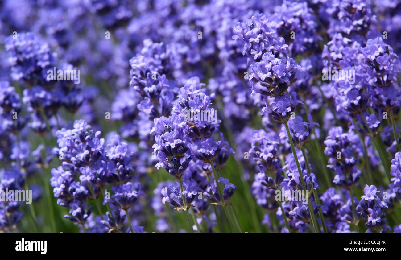 Violett Lavendel Stockfoto