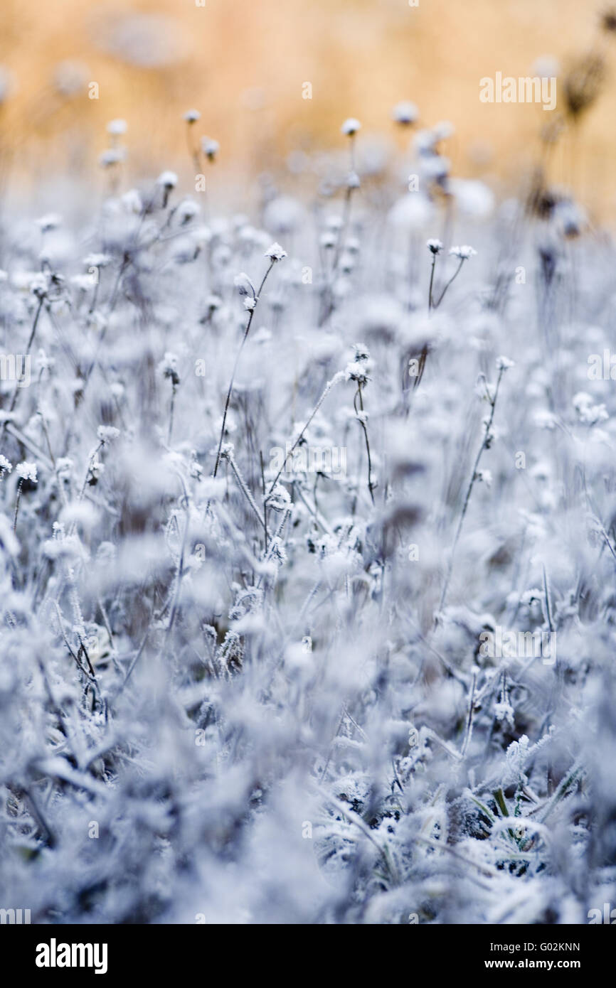 Raureif auf einer Wiese Blumen im winter Stockfoto