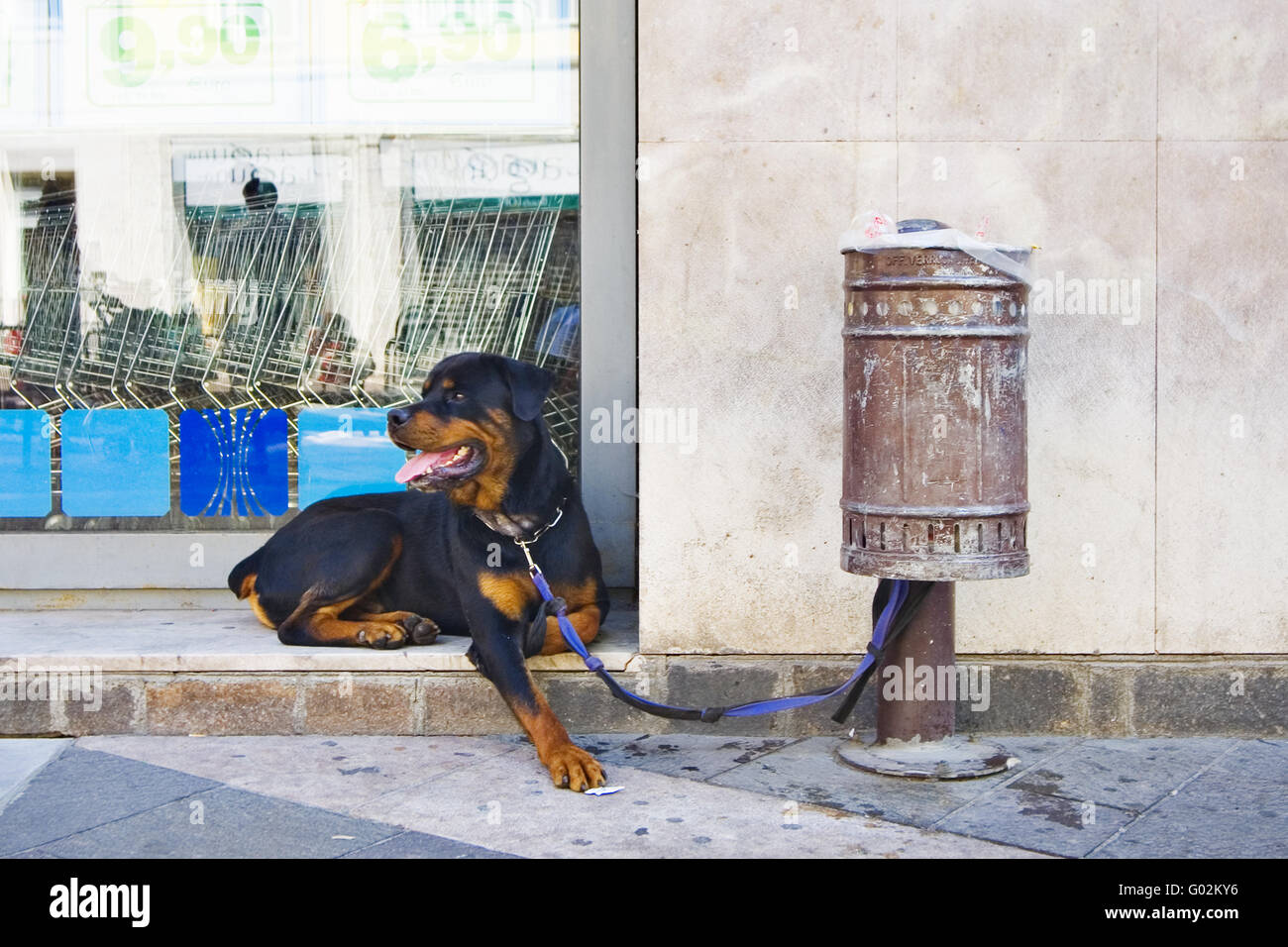 Wartenden Hund vor einem Supermarkt Stockfoto