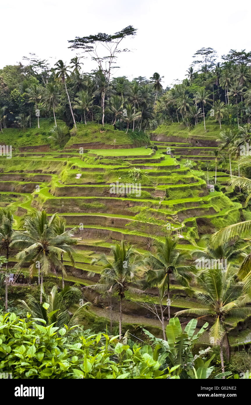 Grüne indonesischen Reis Terrasse in einem Dschungel aus Bali Stockfoto