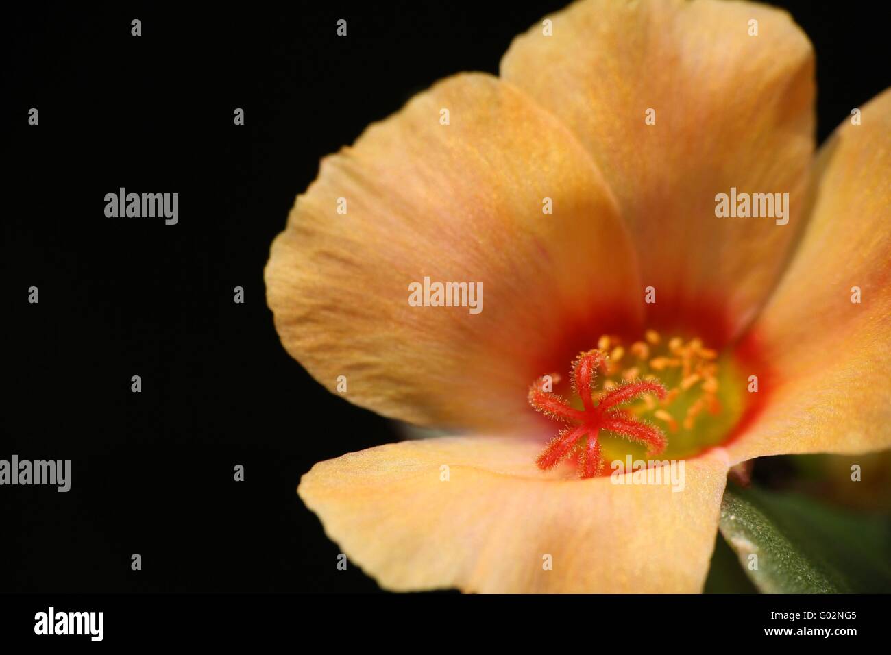 Moosrose (Portulaca Oleracea) Stockfoto