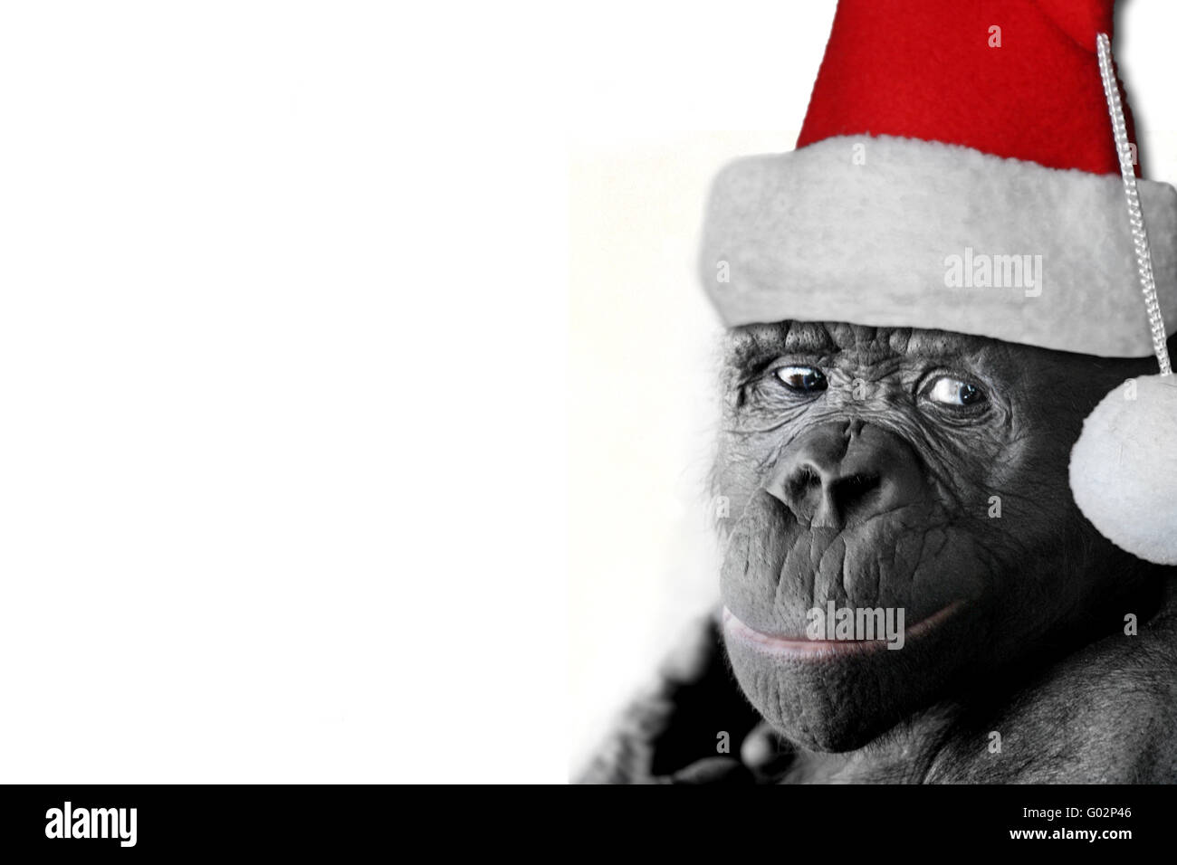 Weihnachten pygmy Schimpanse Stockfoto
