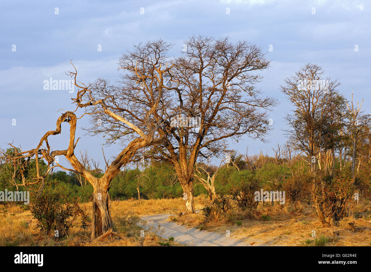 Baumbestand in der Savannenlandschaft, Moremi, Stockfoto