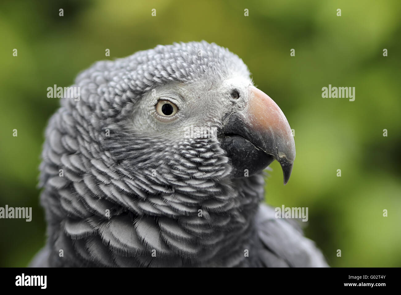 Timneh grauer papagei -Fotos und -Bildmaterial in hoher Auflösung – Alamy