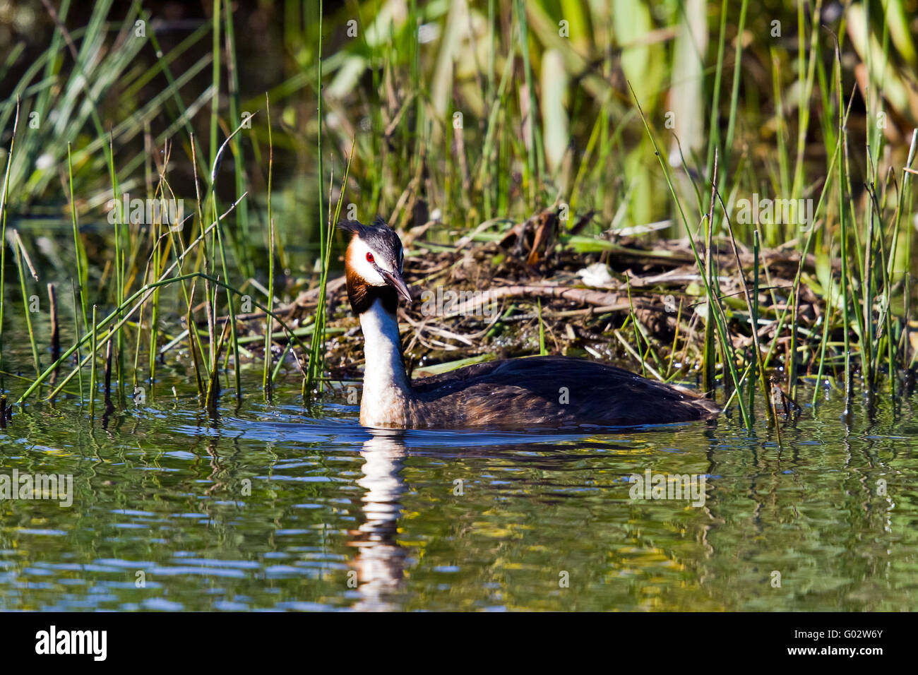 Great crested Haubentaucher (Podiceps Cristatus) am nest Stockfoto