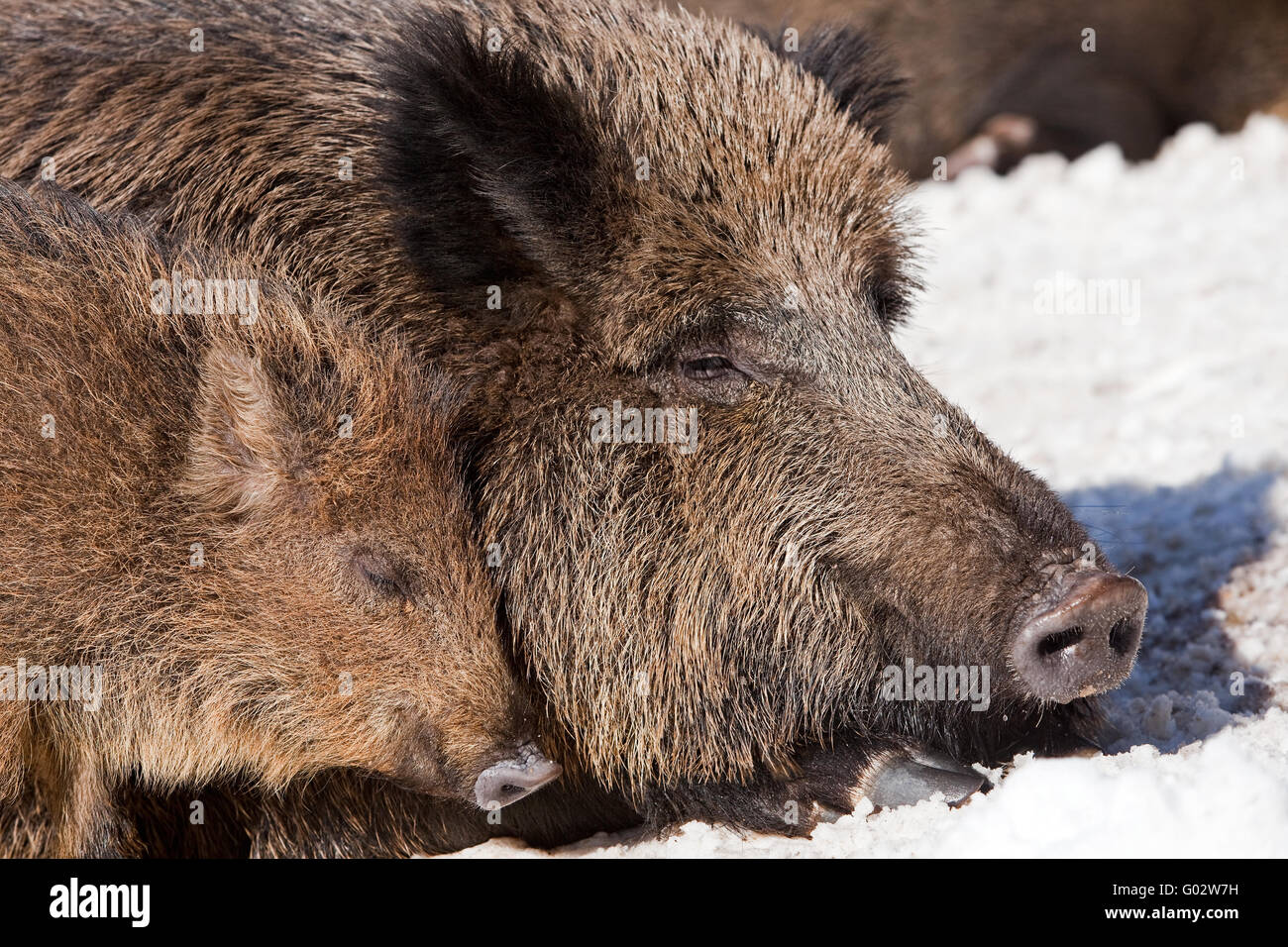 Wildschweine im Schnee mit Baby pic Stockfoto