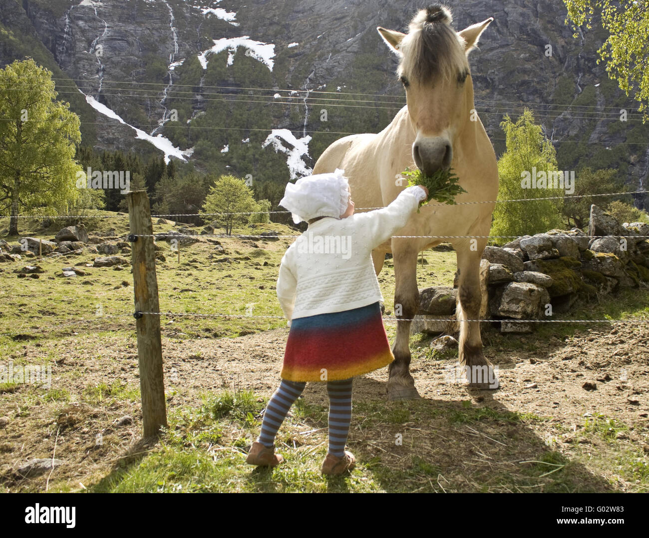 Kind Fütterung Pferd Stockfoto