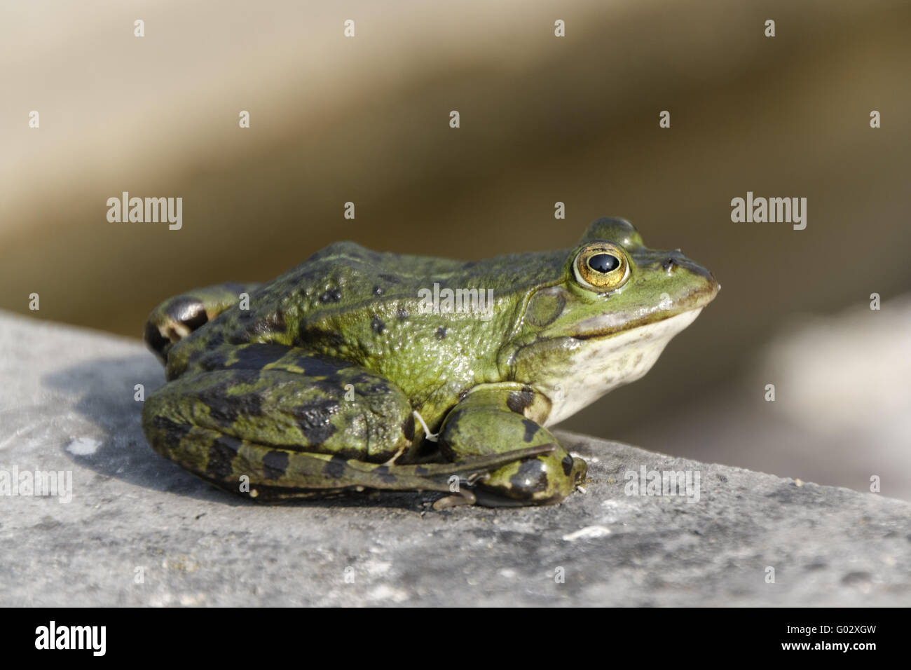 Frosch &#39; s Profil auf Steinplatte am Frosch Contou Stockfoto