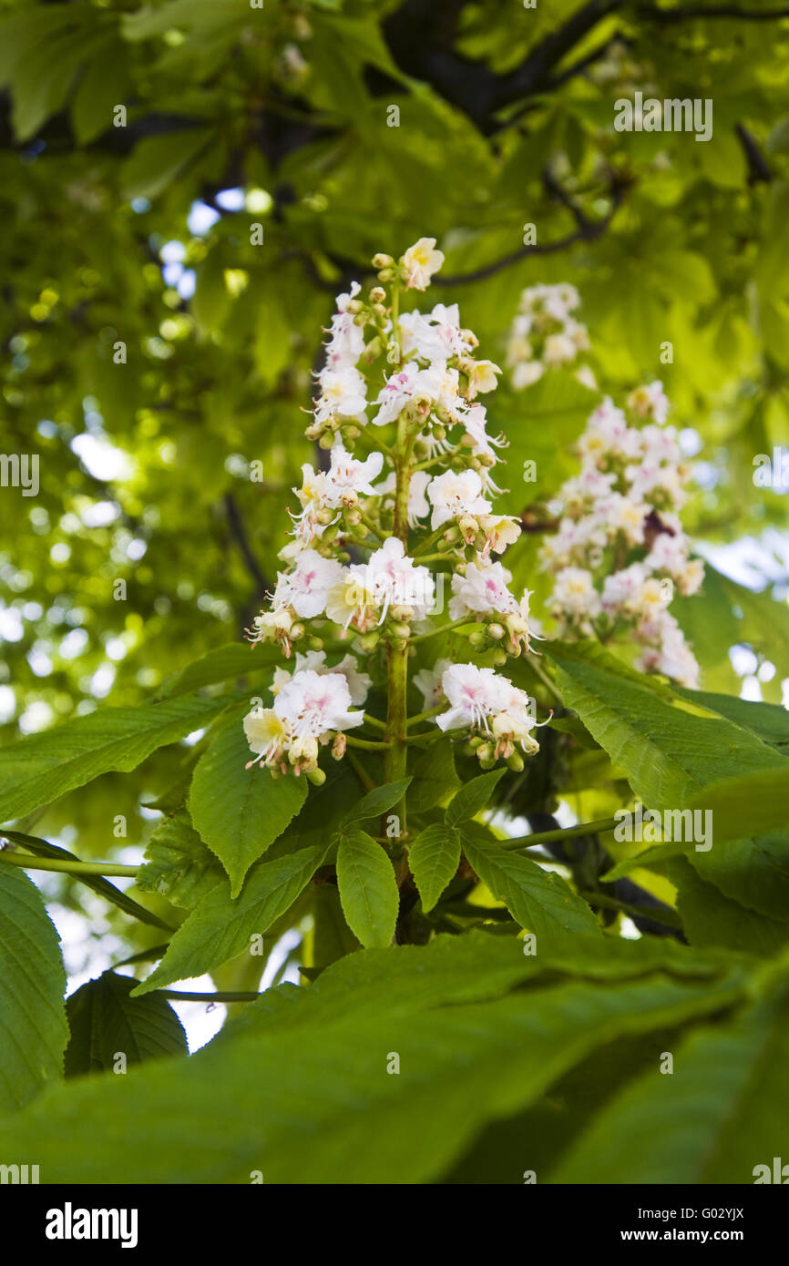 Rosskastanien-Blüten Stockfoto