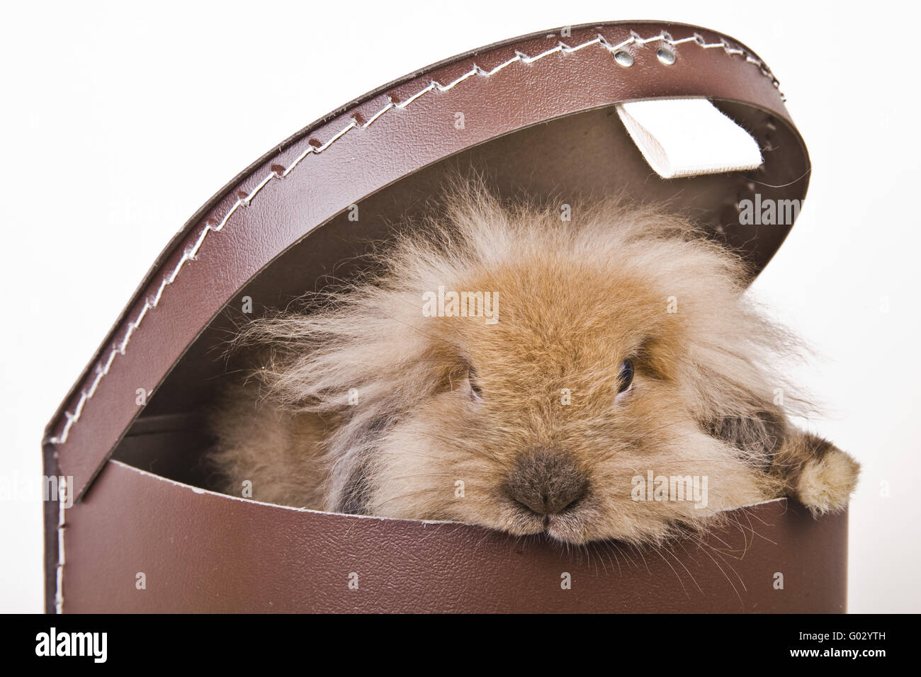 Hase in einem Karton Stockfoto