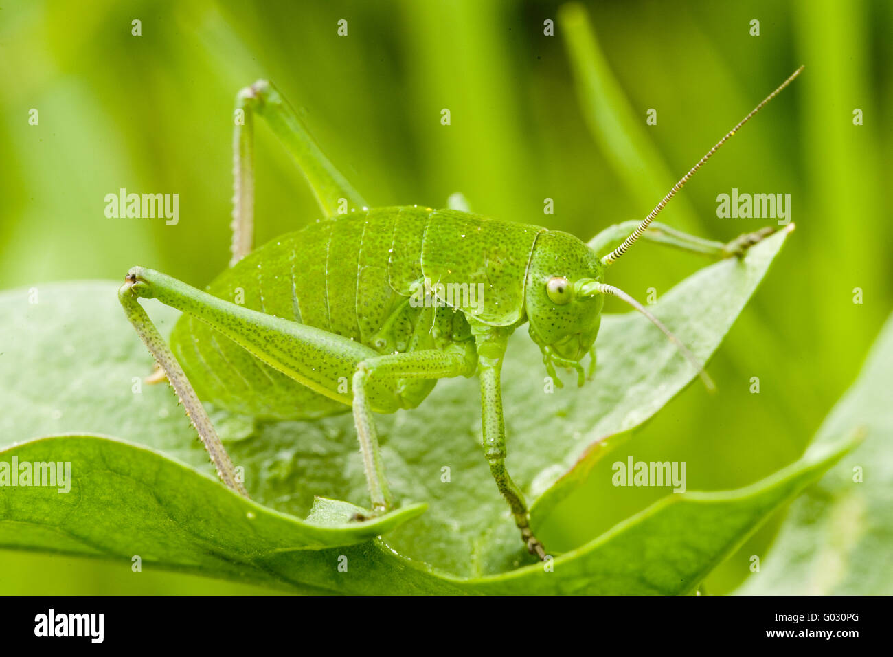 Larve von Tettigonia viridissima Stockfoto