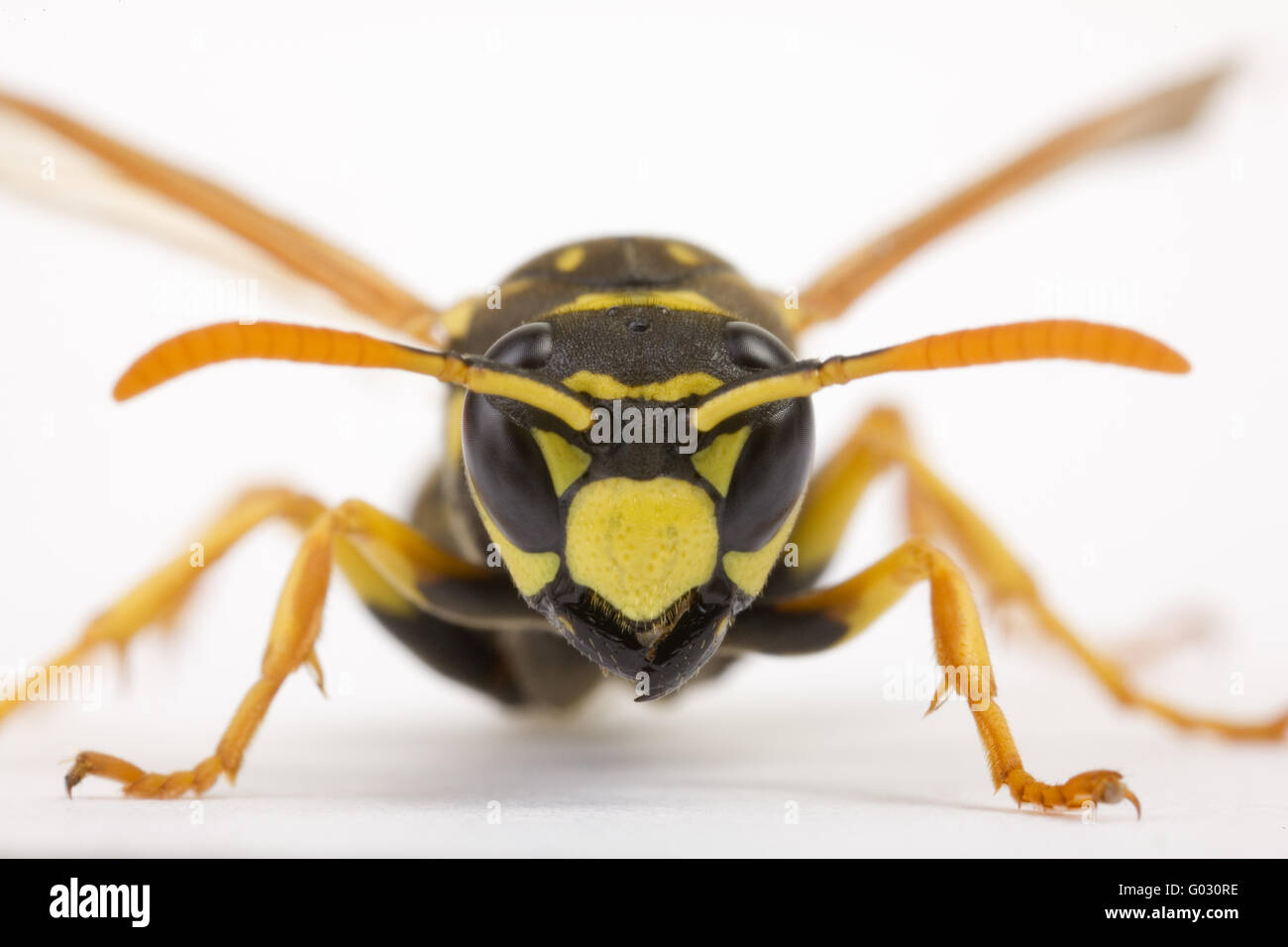 Gelbes Papier Wasp (Polistes Dominulus) Stockfoto