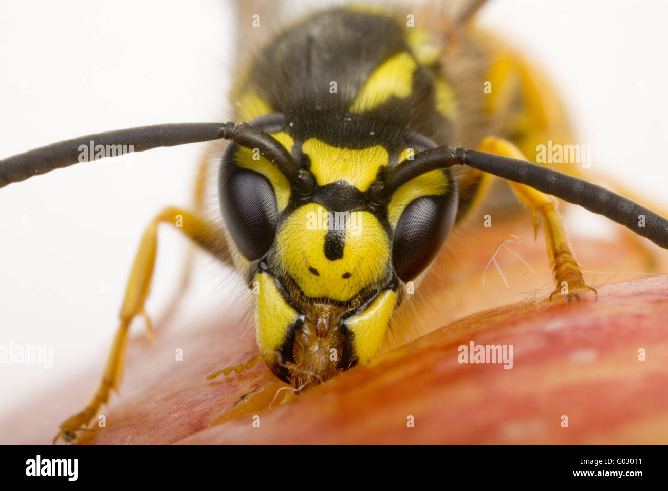 Vespula Germanica Oon einem einen Apfel Stockfoto