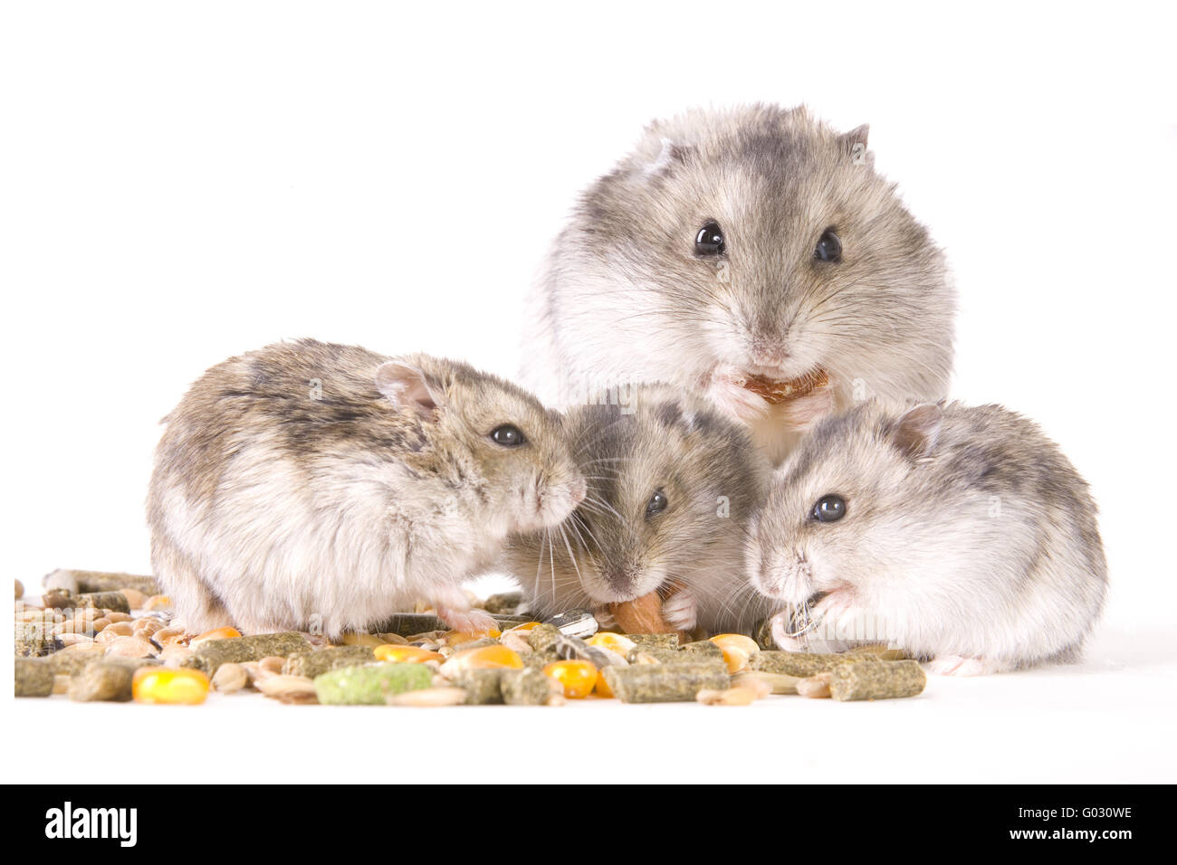 Goldhamster Nahrungsaufnahme Stockfoto