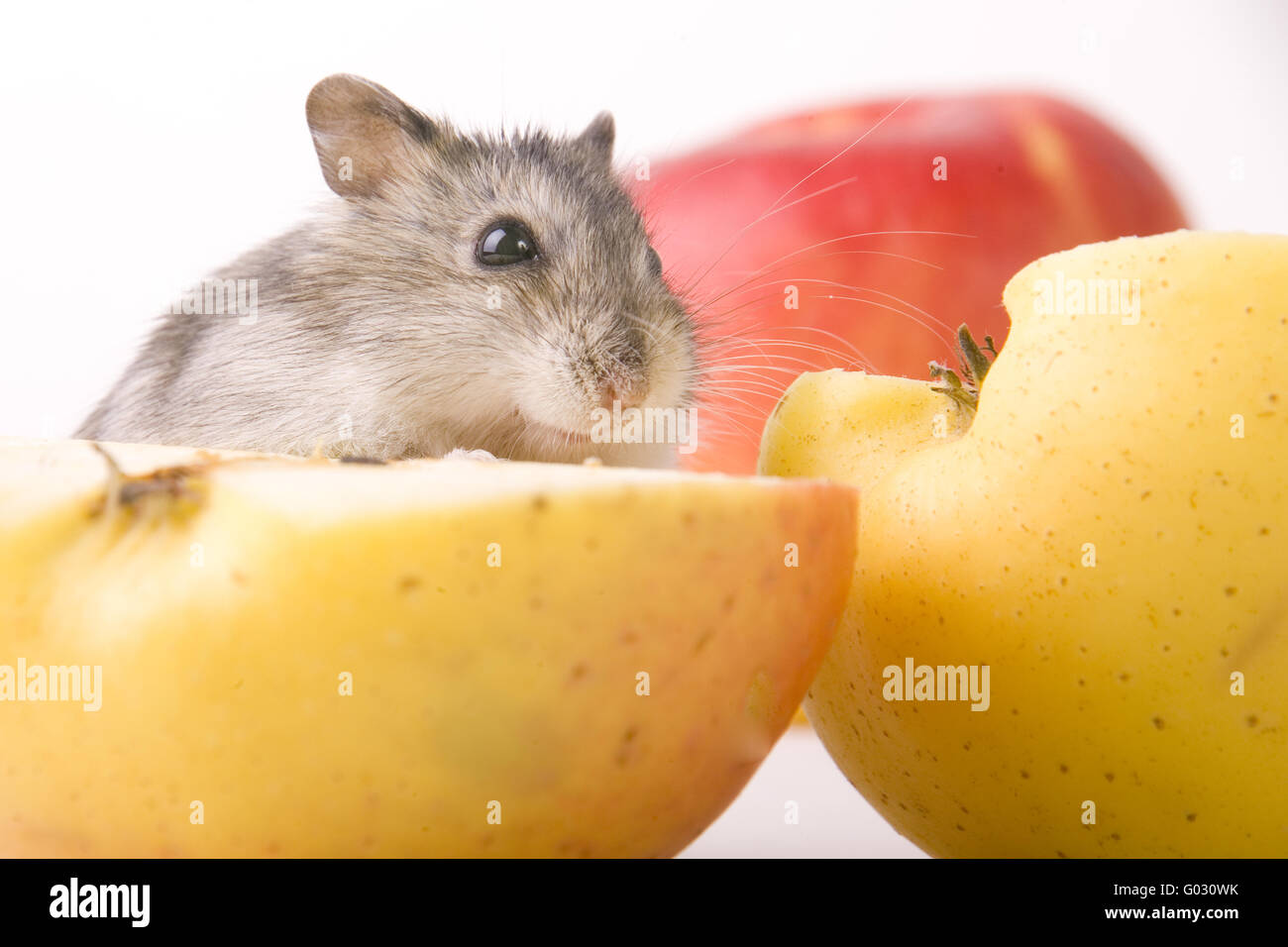 Hamster mit Apfel Stockfoto