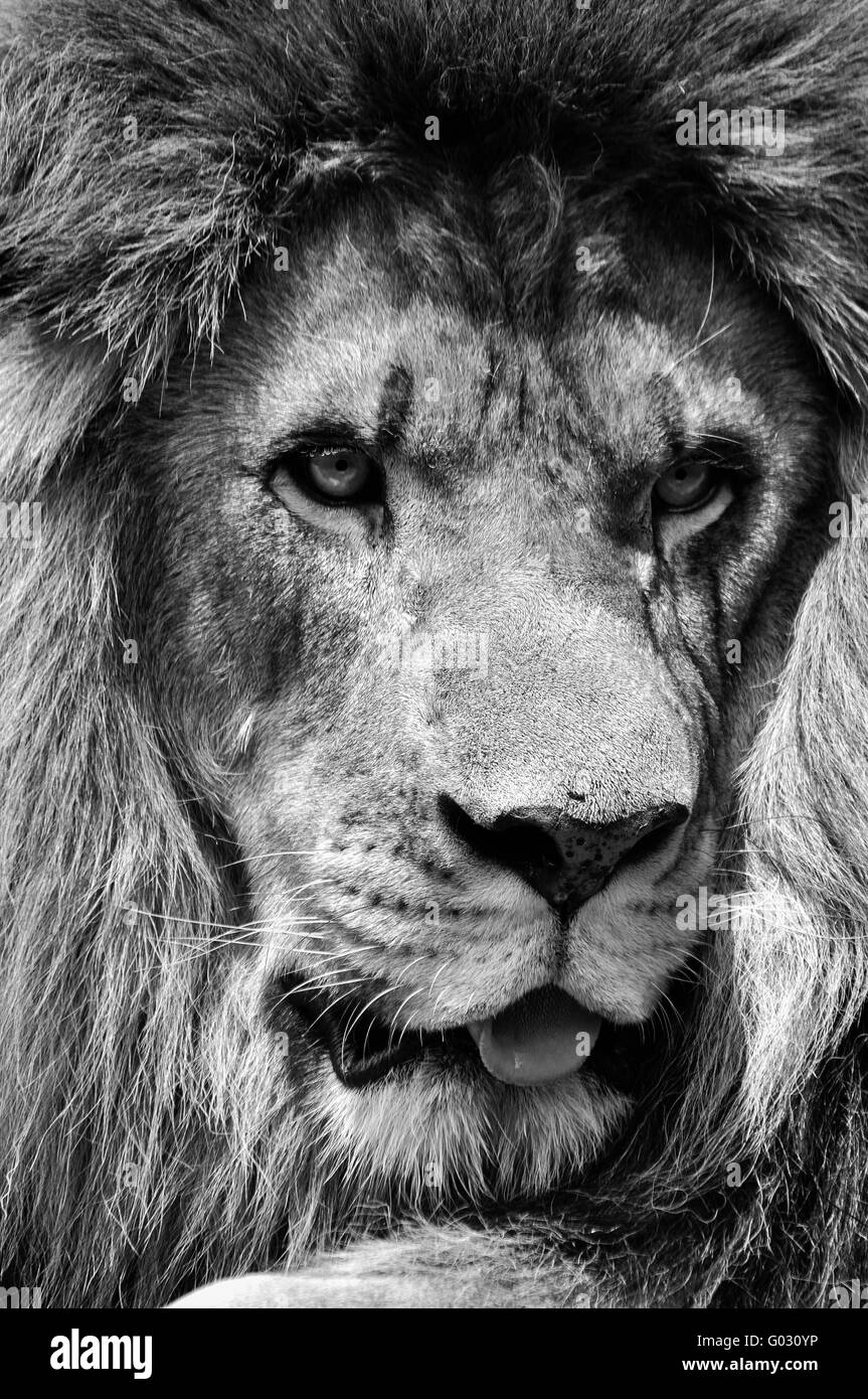 Mächtigere schwarzen und weiße männliche Löwen Gesicht Closeup mit hohem Kontrast Stockfoto