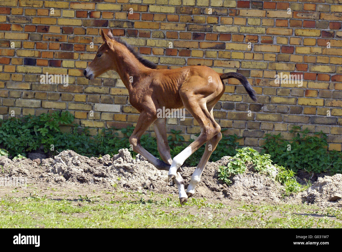 Fohlen im Galopp Stockfoto