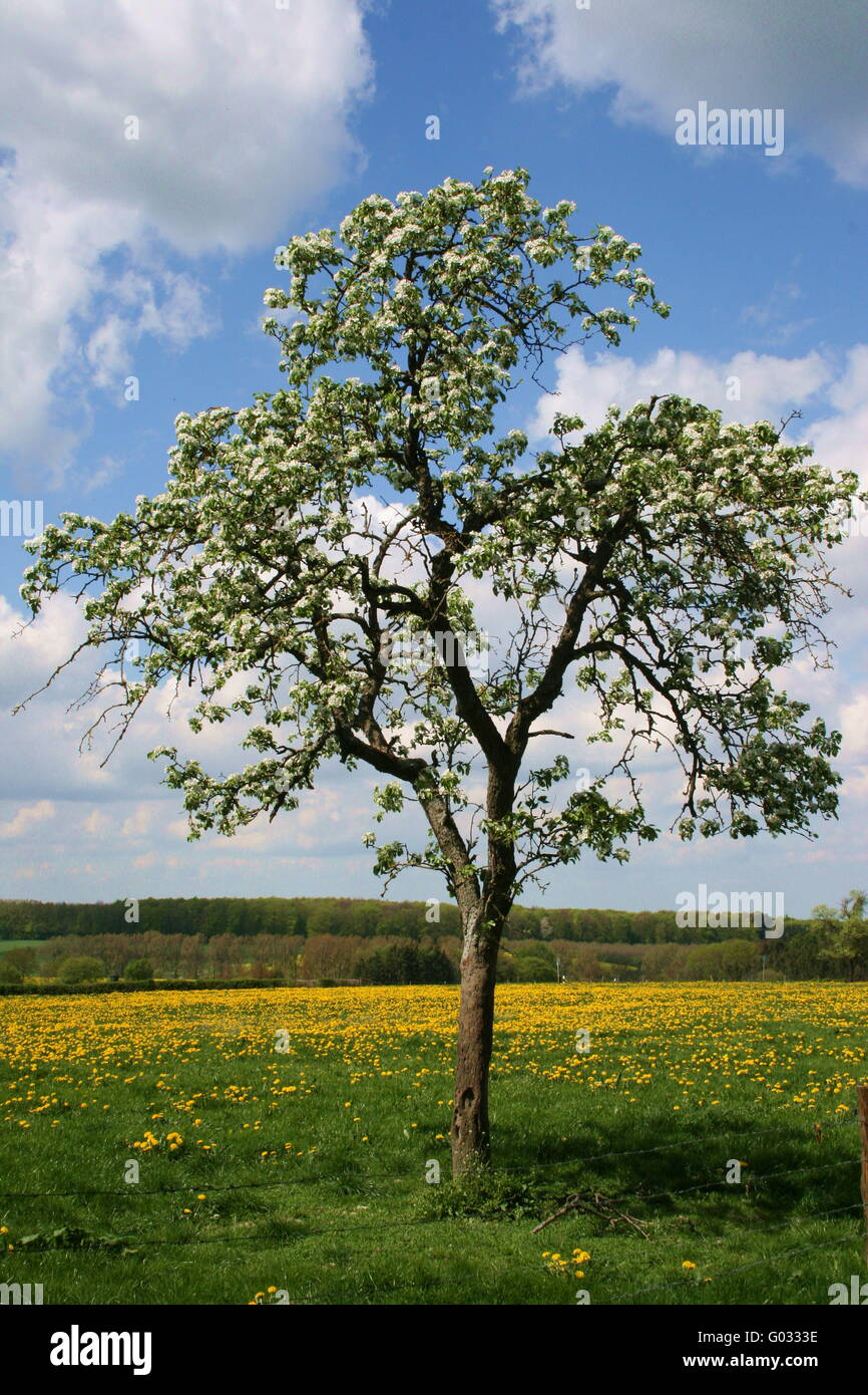 Blühenden Obstbaum Stockfoto